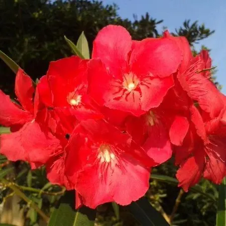 Lily-close To The Vantacici