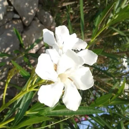 Lily-close To The *