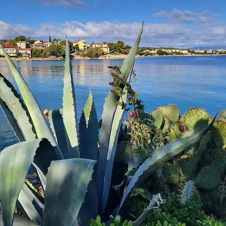 Lily-close To The Vantacici