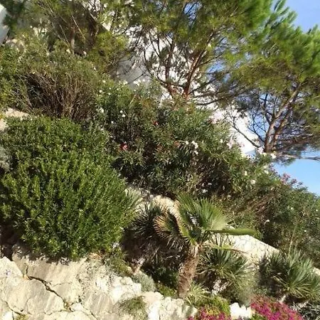 Lily-close To The * Vantacici