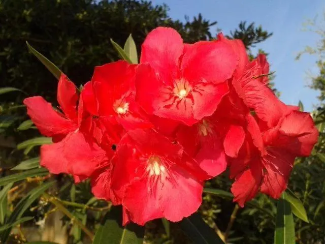 Lily-close To The Vantacici