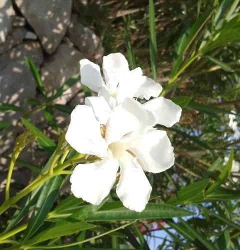 Lily-close To The *